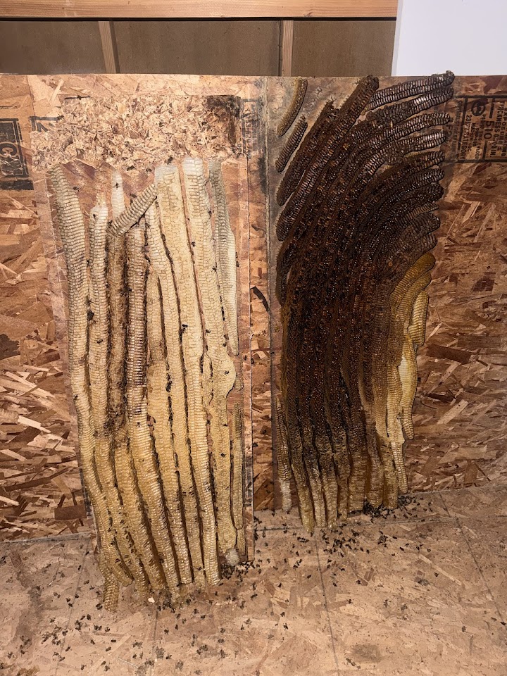 Tanque Verde Swarm Removal project