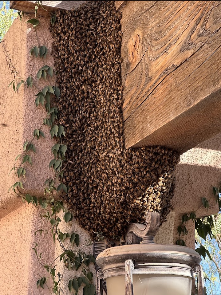 Tanque Verde Swarm Removal project