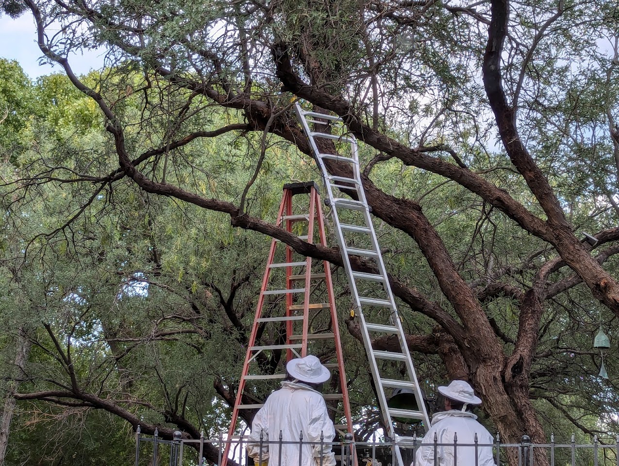 Tanque Verde Swarm Removal project